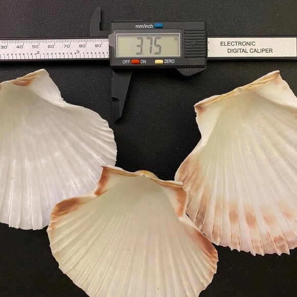 Lot of 8 White Light Colored 2-3/4" Clam Scallop Sea Shells Crafts weddings - Picture 1 of 1